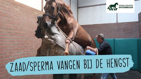 paarden sex|Paard Porn Tube. Bekijk gratis porno met hengsten en merries